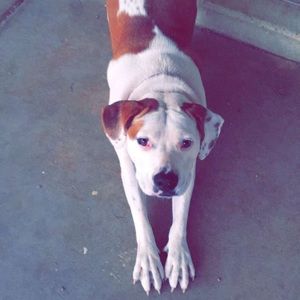 Meet your Posher, D’andrea